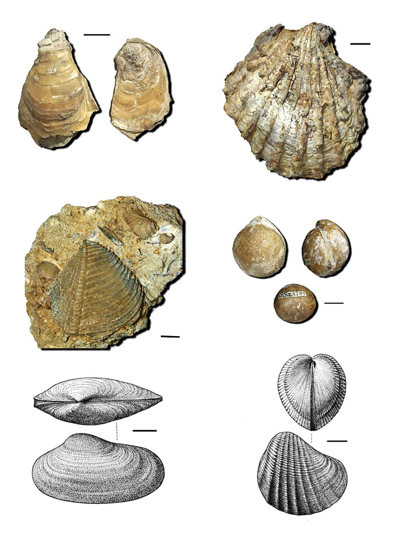 fossils